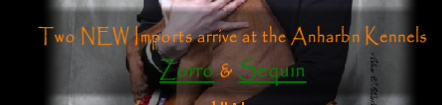 Two NEW Imports arrive at the Anharbn Kennels
Zorro & Sequin 