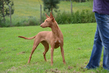 Pharaoh Hounds at Anharbn