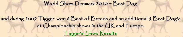 World Show Denmark 2010 ~ Best Dog

and during 2009 Tigger  won 6 Best of Breeds and an additional 5 Best Dog’s 
at Championship shows in the UK and Europe.
Tigger’s Show Results