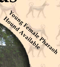 Young Female Pharaoh Hound Available