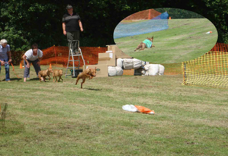 Anharbn Funday 2011 (Cirneco dell'Etna) Lure Coursing