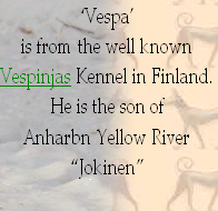 ‘Vespa’ 
is from the well known 
Vespinjas Kennel in Finland.
He is the son of 
Anharbn Yellow River 
“Jokinen”
