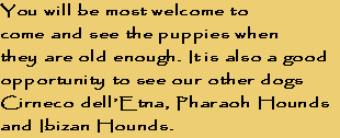 You will be most welcome to 
come and see the puppies when 
they are old enough. It is also a good 
opportunity to see our other dogs 
Cirneco dell’Etna, Pharaoh Hounds 
and Ibizan Hounds.