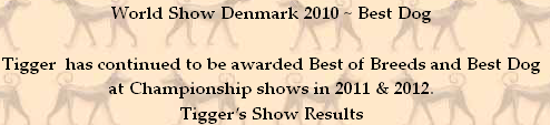 World Show Denmark 2010 ~ Best Dog

Tigger  has continued to be awarded Best of Breeds and Best Dog 
at Championship shows in 2011 & 2012.
Tigger’s Show Results