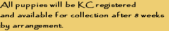 All puppies will be KC registered 
and available for collection after 8 weeks 
by arrangement.