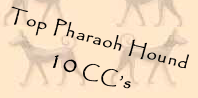 Top Pharaoh Hound  10 CC’s