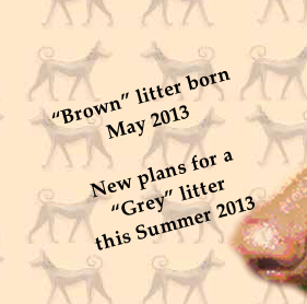 “Brown” litter born May 2013

New plans for a
“Grey” litter 
this Summer 2013