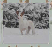 Cirneco dell Etna