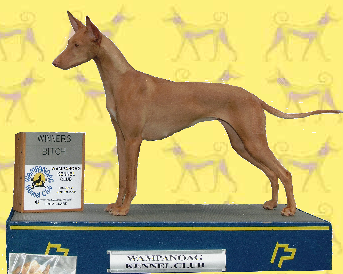 Pharaoh Hounds at Anharbn