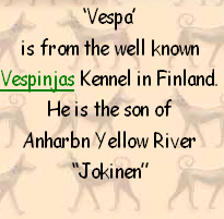 ‘Vespa’ 
is from the well known 
Vespinjas Kennel in Finland.
He is the son of 
Anharbn Yellow River 
“Jokinen”
