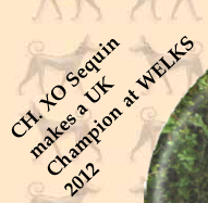 CH. XO Sequin makes a UK Champion at WELKS 2012