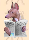 Cirneco dell'Etna - Cirneco News