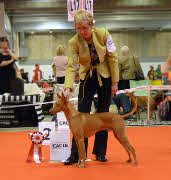 Cirneco dell Etna - World Winner 2010