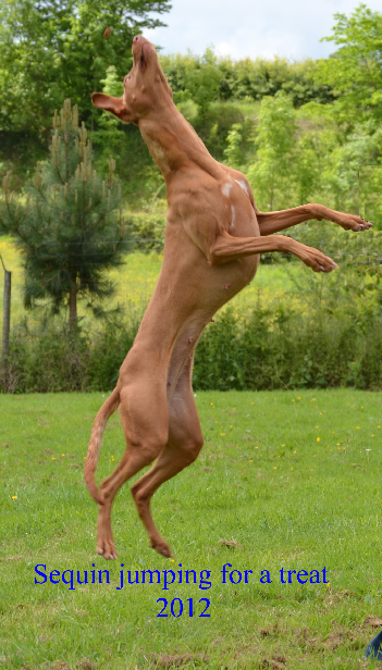 Pharaoh Hounds at Anharbn