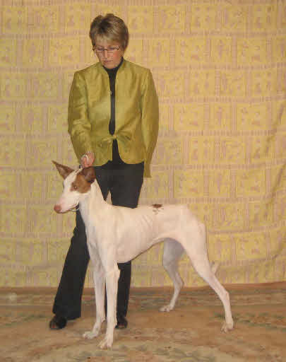 Anharbn Ibizan Hounds